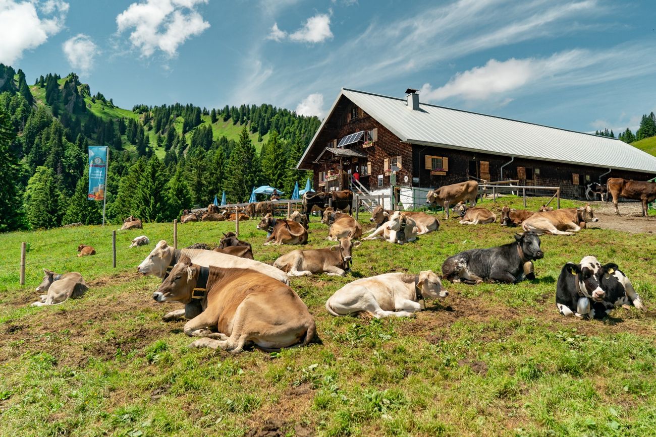 Alpe Vordere Krumbach